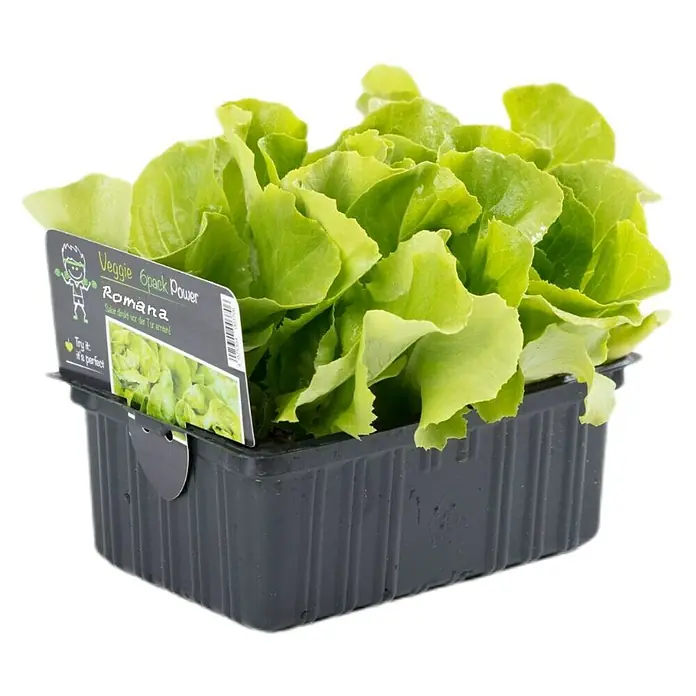 Piardino Romanasalat - Lactuca sativa var. longifolia, Erntezeit: April - Ein frischer Romana-Salat "Veggie 6pack Power" in einer schwarzen Kunststoffverpackung, ideal für kleine Gärten.