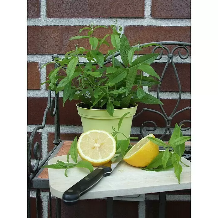 Blu Bio Zitronenverbene - Lippia citriodora - Stimmungsaufnahme
