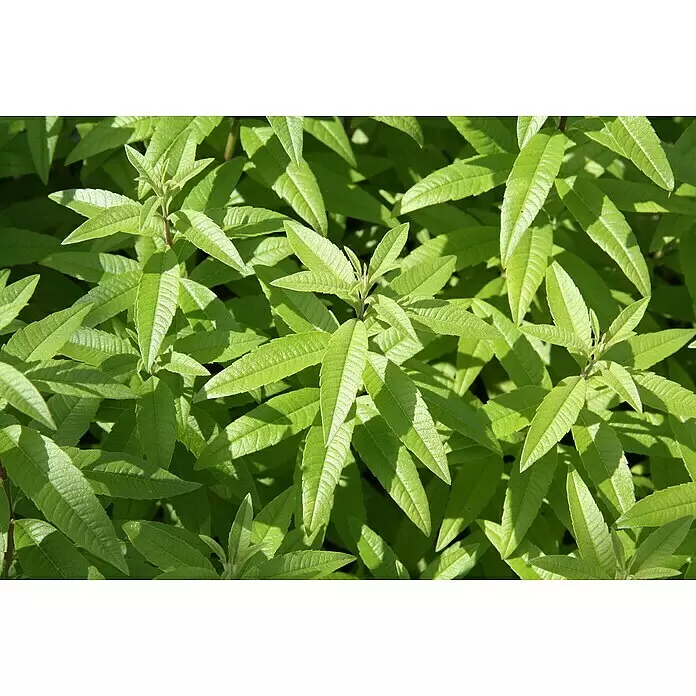 Blu Bio Zitronenverbene - Lippia citriodora - Detailaufnahme