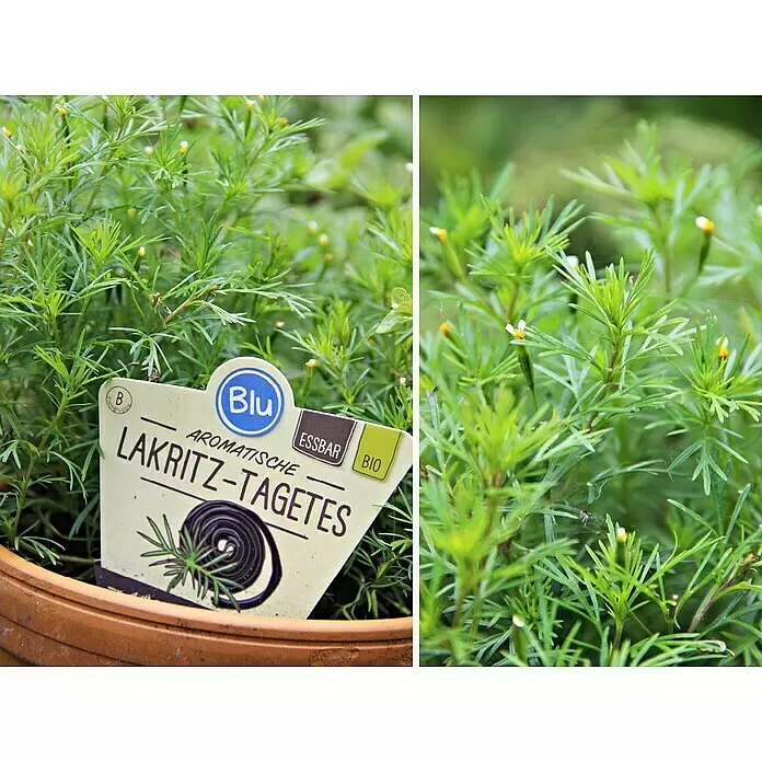 Blu Bio Lakritz-Tagetes - Tagetes filifolia, 12 cm - Detailaufnahme