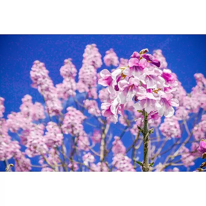 Blu Bio Blauglockenbaum CO2-Klimabaum - Paulownia fortunei x P. tomentosa 'NordMax21', Topfgröße: 15 cm, Lila - Detailaufnahme