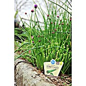 Blu Bio Schnittlauch (Allium schoenoprasum, Topfgröße: 12 cm, Erntezeit: April) | BAUHAUS