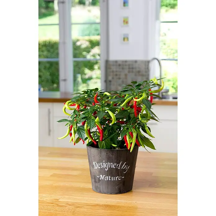 Blu Bio Chili - Capsicum annuum 'Flambinos', 12 cm, Erntezeit: Juli - Bild einer Chilipflanze in einem Topf mit der Aufschrift "Designed by Nature", die auf einem Holztisch in einer Küche steht.