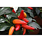 Piardino Blu Bio (Capsicum anuum , Topfgröße: 12 cm)