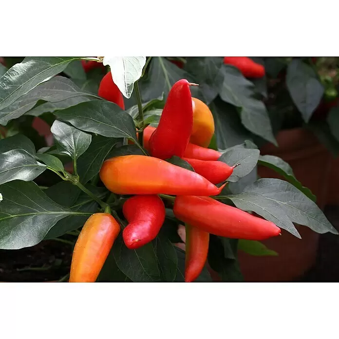 Blu Bio Chili Snack - Capsicum anuum, 12 cm, Erntezeit: Juli - Detailaufnahme