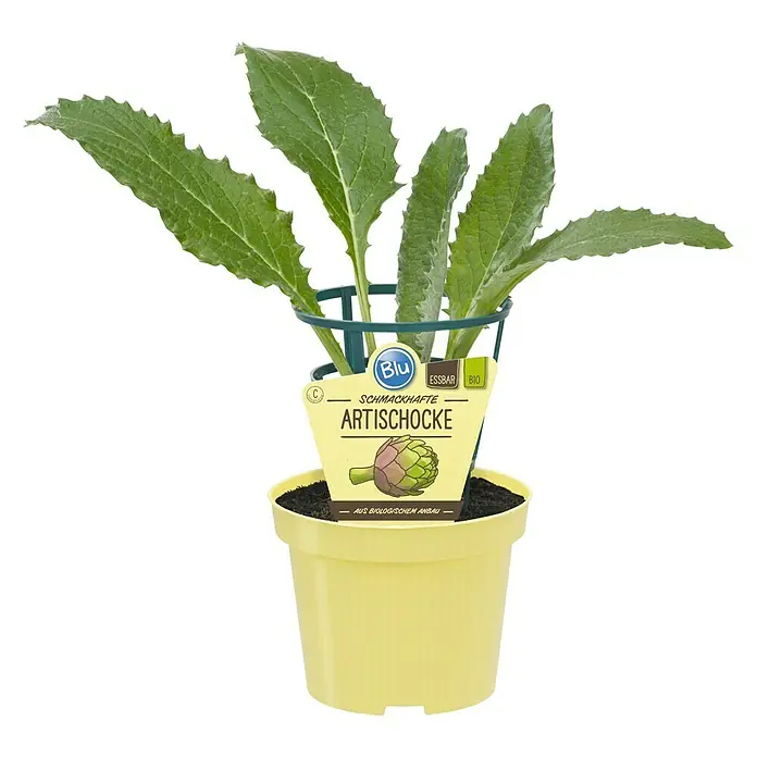 Artischocke Bio - Cynara scolymus, 12 cm, Erntezeit: Juli - Topfansicht einer Topfpflanze Artischocke mit grünen Blättern und gelbem Topf, die "Blu" genannt wird.
