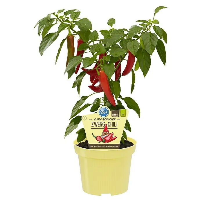 Blu Bio Chili Zwerg - Capsicum anuum, 12 cm, Erntezeit: Juli - Eine Topfpflanze mit leuchtend roten Zwerg-Chilis und einem gelben Etikett, ideal für Küche und Balkon.