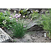 Blu Bio Schnittlauch (Allium schoenoprasum, Topfgröße: 12 cm, Erntezeit: April) | BAUHAUS
