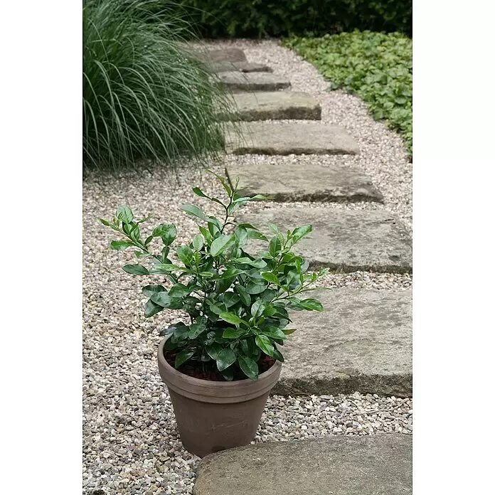 Blu Bio Kaffir-Limettenbaum - Citrus hystrix, Weiß, Topfgröße: 12 cm - Eine kleine grüne Topfpflanze, möglicherweise ein Limettenbaum, in einem braunen Topf auf einem Kiesgartenweg neben Steinstufen.