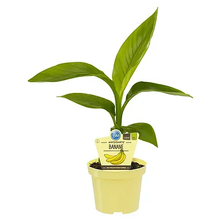 Piardino  Bananenstaude