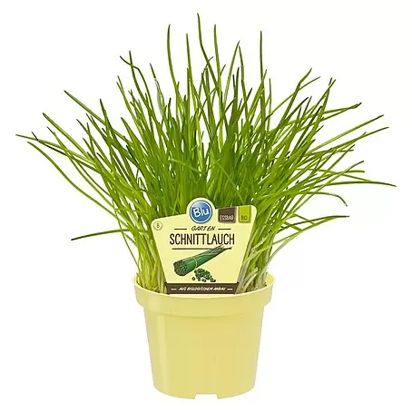 Blu Bio Schnittlauch