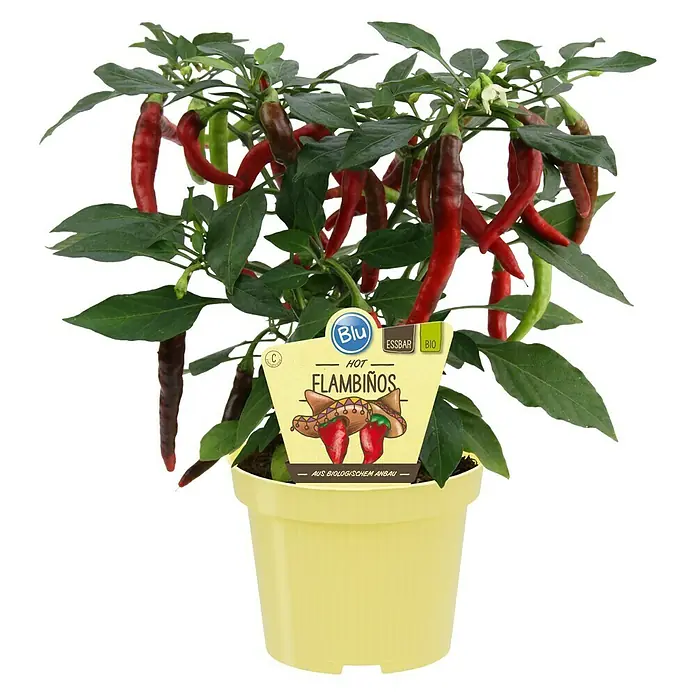 Blu Bio Chili - Capsicum annuum 'Flambinos', 12 cm, Erntezeit: Juli - Bio Chili 'Flambino' Pflanze im gelben Topf. Die Pflanze hat grüne Blätter und lange, rote Chilischoten.