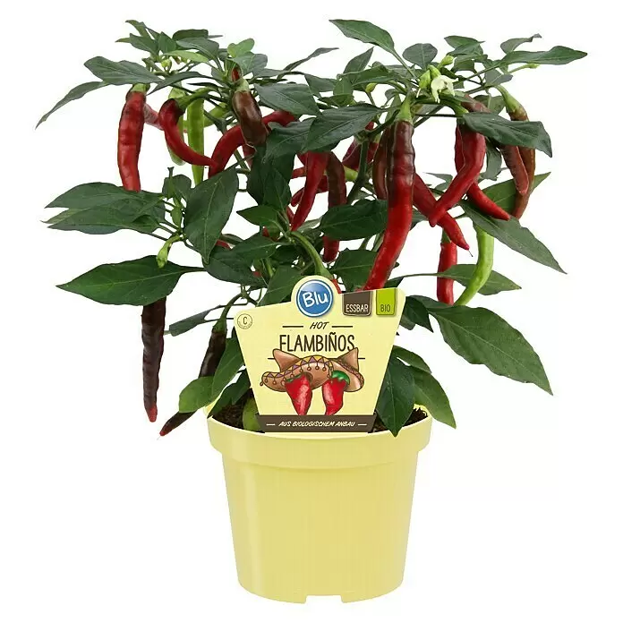 ChiliCapsicum annuum 'Flambinos', 12 cm, Erntezeit: Juli Front View