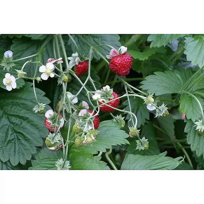 Blu Bio Erdbeere - Fragaria vesca 'Gourmet' - Nahaufnahme einer Erdbeerpflanze mit reifen roten Beeren, grünen Früchten und weißen Blüten.