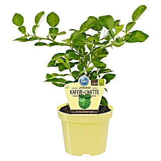 Blu Bio Kaffir-Limettenbaum (Citrus hystrix, Weiß, Topfgröße: 12 cm)