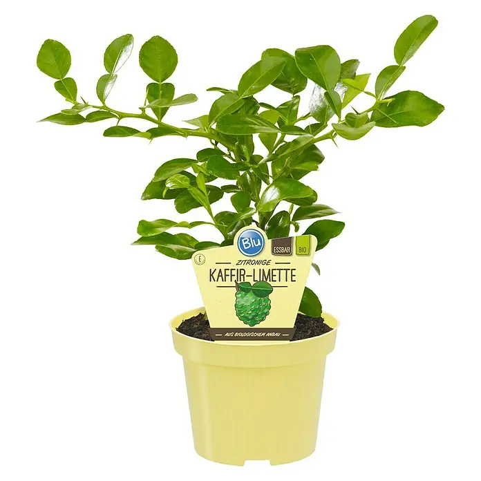Blu Bio Kaffir-Limettenbaum - Citrus hystrix, Weiß, Topfgröße: 12 cm - Kaffir-Limette im gelben Topf, eine Zitruspflanze, ideal für Küche und Garten, aus biologischem Anbau.