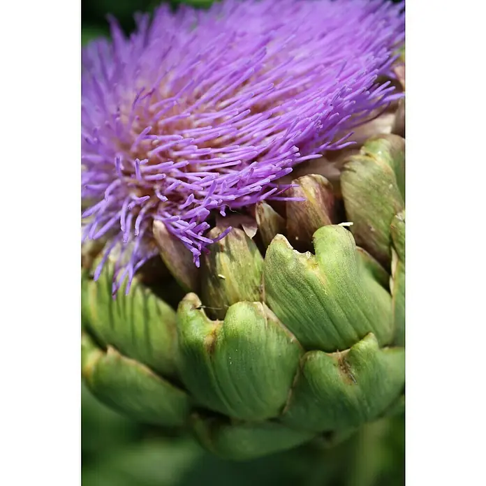 Artischocke Bio - Cynara scolymus, 12 cm, Erntezeit: Juli - Nahaufnahme einer blühenden Artischocke mit violetten Blütenblättern und grünen Hüllblättern.