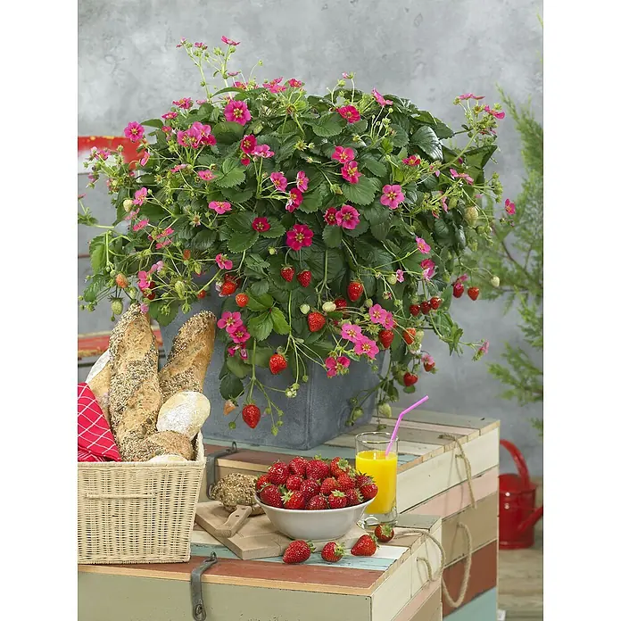Blu Bio Erdbeere Bio Gourmet Toscana - Fragaria x ananassa, Erntezeit: Mai - Ein blühender Erdbeerstrauch mit reifen Früchten in einem Topf, umgeben von Brot, Erdbeeren und Saft für ein gemütliches Picknick.