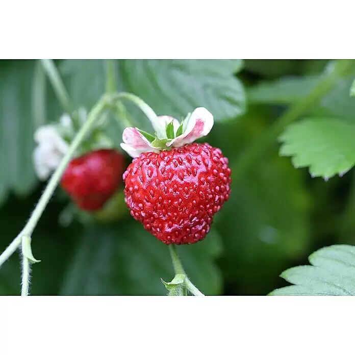 Blu Bio Erdbeere - Fragaria vesca 'Gourmet' - Eine leuchtend rote Erdbeere mit sichtbaren Samen, noch an ihrer Pflanze mit einer weißen Blüte.
