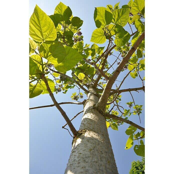 Blu Bio BlauglockenbaumPaulownia tomentosa, Lila Mood Shot