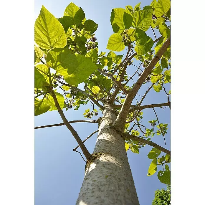 Blu Bio Blauglockenbaum CO2-Klimabaum - Paulownia fortunei x P. tomentosa 'NordMax21', Topfgröße: 15 cm, Lila - Stimmungsaufnahme