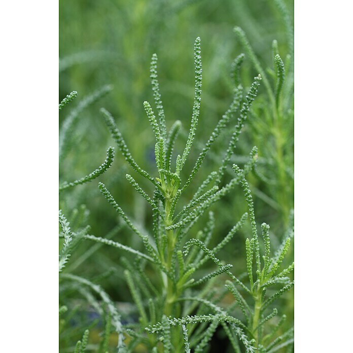 Piardino Blu Bio Olivenkraut (Santolina viridis, Topfgröße: 12 cm)