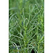 Piardino Blu Bio Olivenkraut (Santolina viridis, Topfgröße: 12 cm)