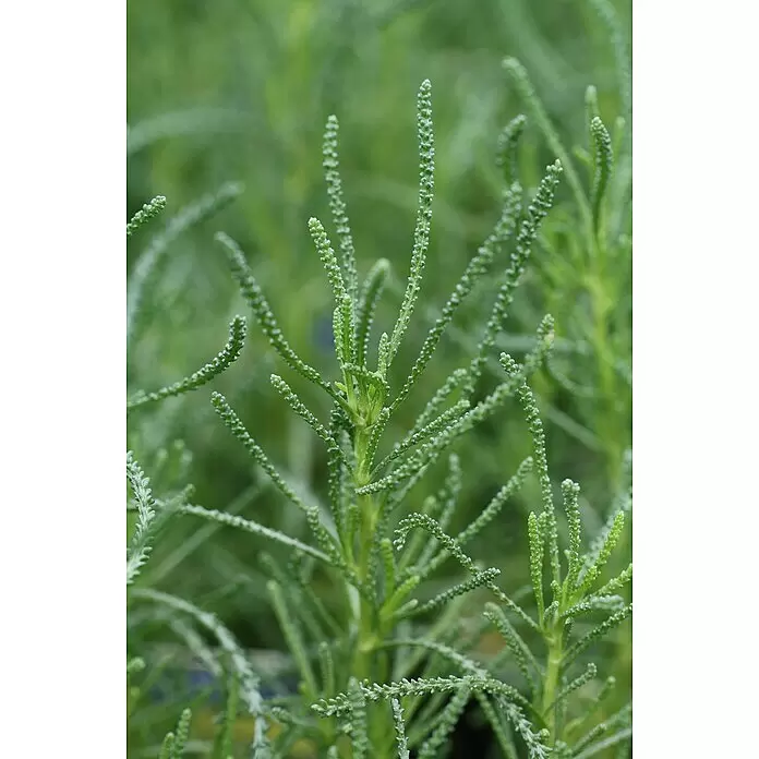 Blu Bio Olivenkraut - Santolina viridis - Stimmungsaufnahme