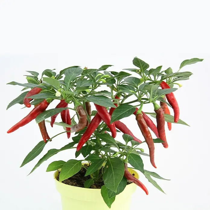 Blu Bio Chili - Capsicum annuum 'Flambinos', 12 cm, Erntezeit: Juli - Roter Chili-Pfeffer in einem gelben Topf. Eine schöne und würzige Ergänzung für jede Küche oder jeden Garten. Ideal für Liebhaber scharfer Speisen.