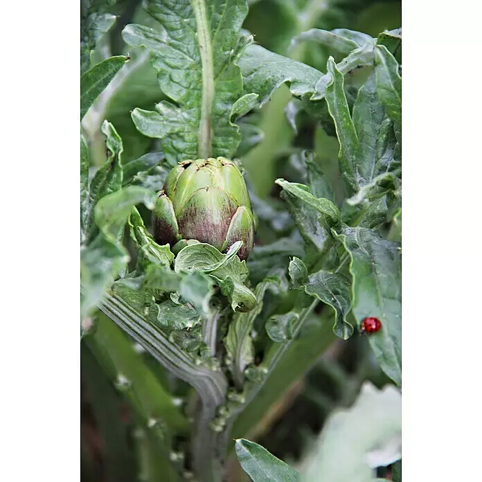 Artischocke Bio - Cynara scolymus, 12 cm, Erntezeit: Juli - Eine grüne und lila Artischockenknospe wächst zwischen üppigen grünen Blättern, mit einem roten Marienkäfer auf einem Blatt rechts.