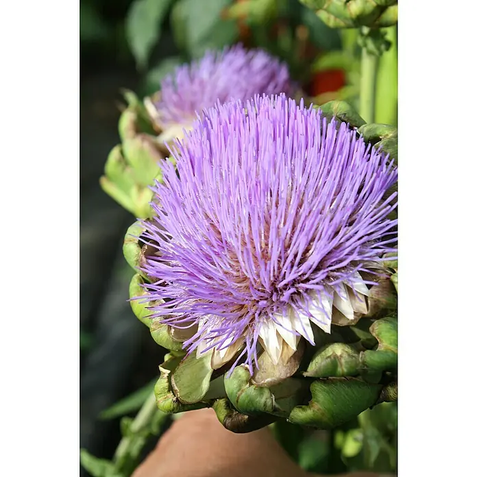 Artischocke Bio - Cynara scolymus, 12 cm, Erntezeit: Juli - Nahaufnahme einer blühenden Artischocke mit lila Blütenblättern und grünen Hüllblättern, die die Schönheit der Pflanze hervorhebt.
