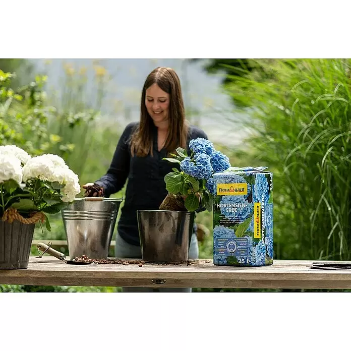 Floragard Hortensienerde - 25 l, Geeignet für: Blaue Hortensien - Blauer Sack Floragard Hortensien Erde auf Holztisch, verwendet zum Umtopfen von Hortensien.