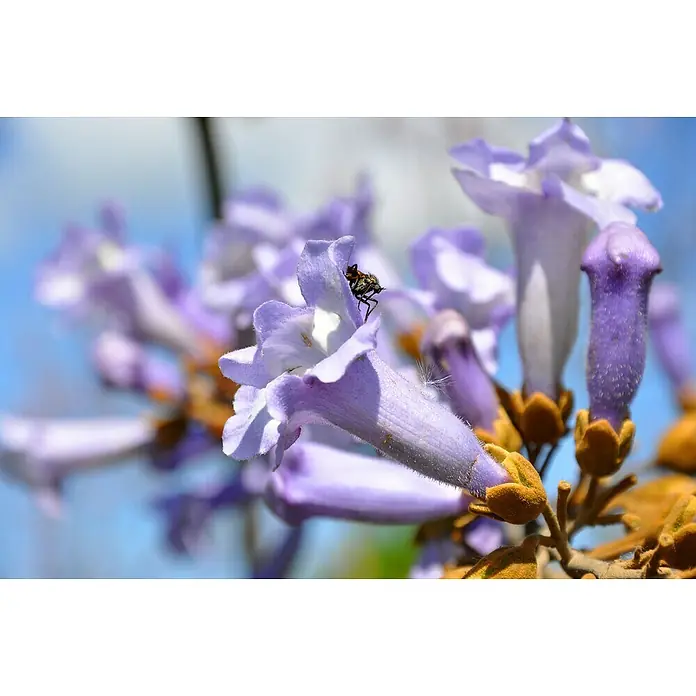 Blu Bio Blauglockenbaum CO2-Klimabaum - Paulownia fortunei x P. tomentosa 'NordMax21', Topfgröße: 15 cm, Lila - Nahaufnahme einer violetten Paulownia-Blume mit einer kleinen Fliege, die auf einem Blütenblatt sitzt. Zarte Details und sanfte Farben dominieren.
