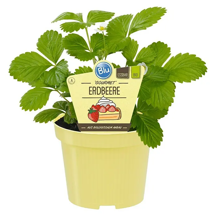 Blu Bio Erdbeere - Fragaria vesca 'Gourmet' - Gourmet-Erdbeerpflanze in gelbem Topf. Essbare Bio-Erdbeeren im Topf für den Garten oder Balkon.