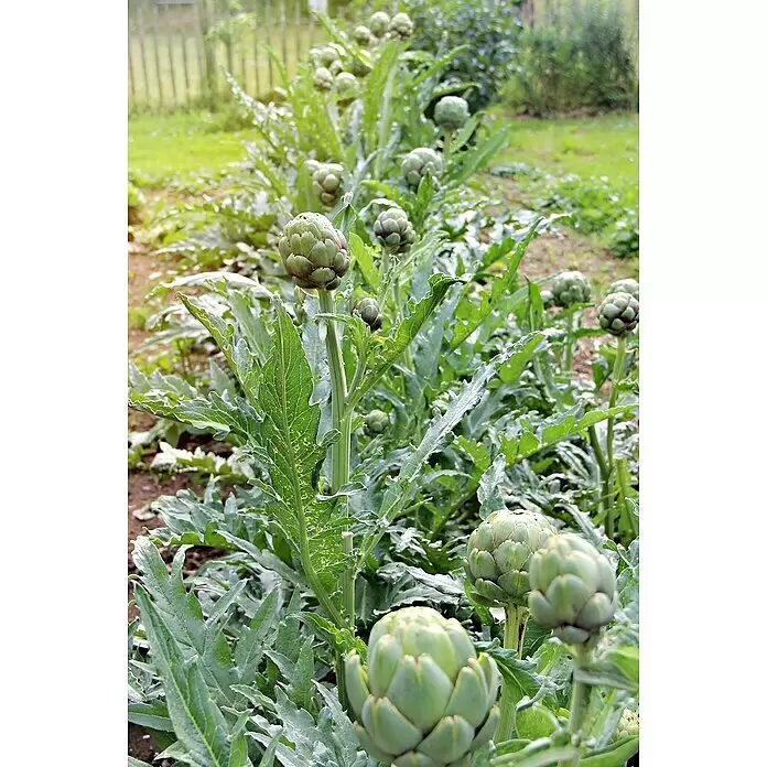 Artischocke Bio - Cynara scolymus, 12 cm, Erntezeit: Juli - Frische grüne Artischocken wachsen in Reihen in einem sonnigen Garten.
