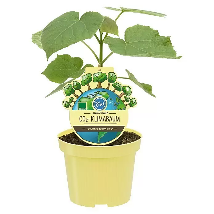 Blu Bio BlauglockenbaumPaulownia fortunei x P. tomentosa 'NordMax21', Topfgröße: 15 cm, Lila Front View
