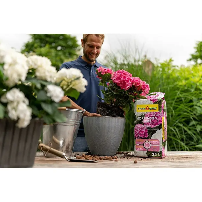 Floragard Hortensienerde25 l, Geeignet für: Rosa/Weiße Hortensien - Bild eines Mannes, der Hortensienerde von Floragard zum Umpflanzen von rosa und weißen Hortensien in Töpfe im Garten verwendet.