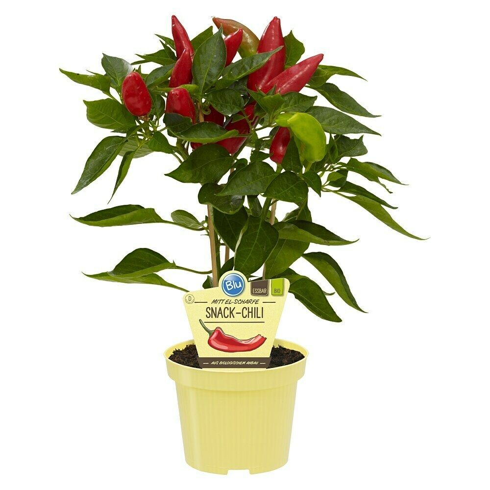 Blu Bio Chili Snack kaufen