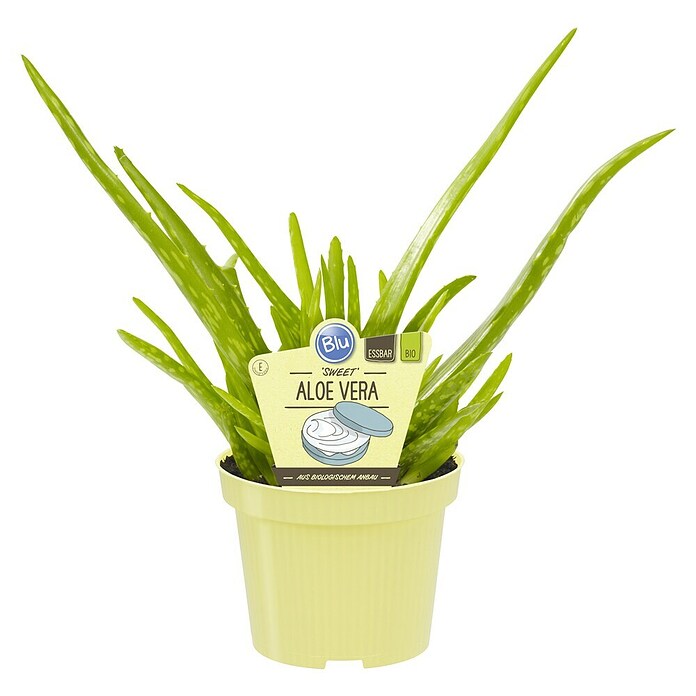 Blu Bio Aloe vera Bio - Aloe vera barbadensis, Topfgre: 12 cm online  kaufen bei BAUHAUS