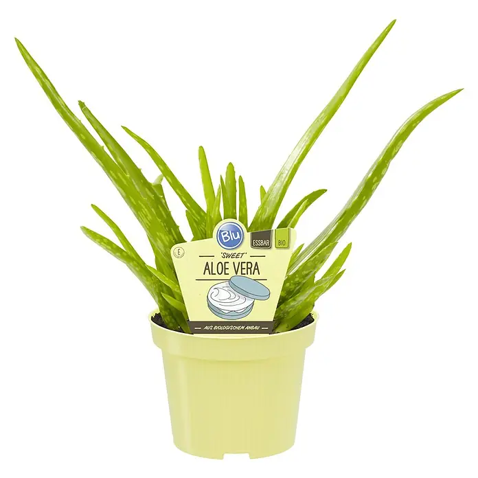 Blu Bio Aloe vera Bio -  - Ein Aloe Vera 'Sweet' Topfpflanze mit gelbem Topf, die durch ihre natürliche Schönheit besticht. Ideal für jedes Zuhause.