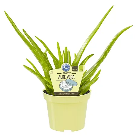 Blu Bio Aloe vera Bio
