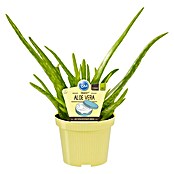 Blu Bio Aloe vera Bio (Aloe vera barbadensis, Topfgröße: 12 cm) | BAUHAUS