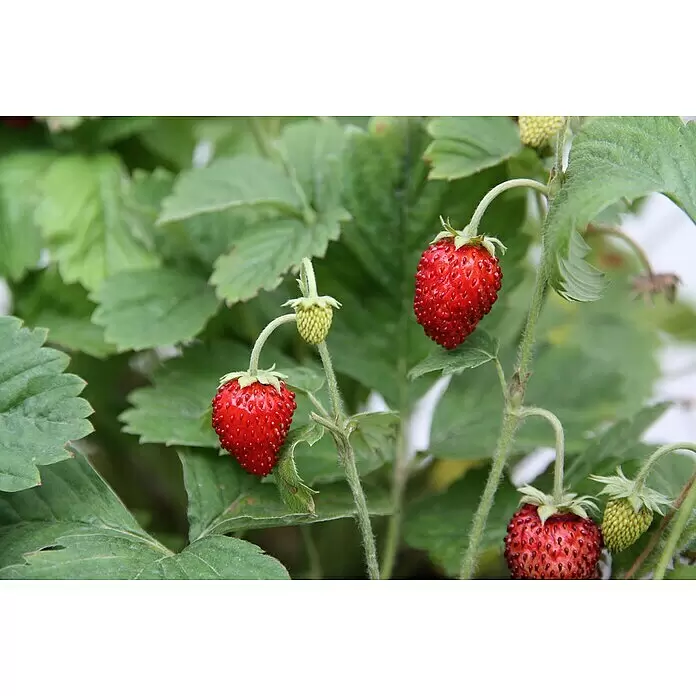 Blu Bio Erdbeere - Fragaria vesca 'Gourmet' - Zwei reife, rote Walderdbeeren und mehrere unreife grüne an grünen Stängeln zwischen grünen Blättern.