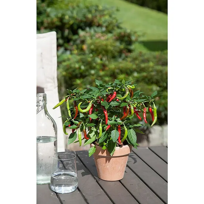 Blu Bio Chili - Capsicum annuum 'Flambinos', 12 cm, Erntezeit: Juli - Ein Topf mit einer Paprikapflanze mit roten und grünen Schoten auf einem Tisch, daneben eine Wasserflasche und ein Glas.