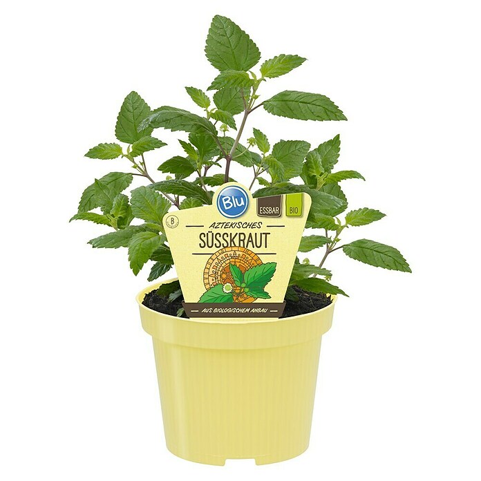 Piardino Blu Bio Aztekisches Süßkraut (Topfgröße: 12 cm)