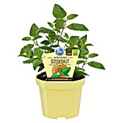 Piardino Blu Bio Aztekisches Süßkraut (Topfgröße: 12 cm)