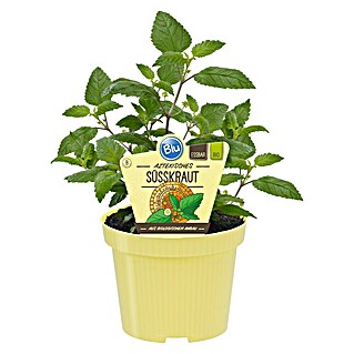 Blu Bio Aztekisches Süßkraut (Lippia dulcis)