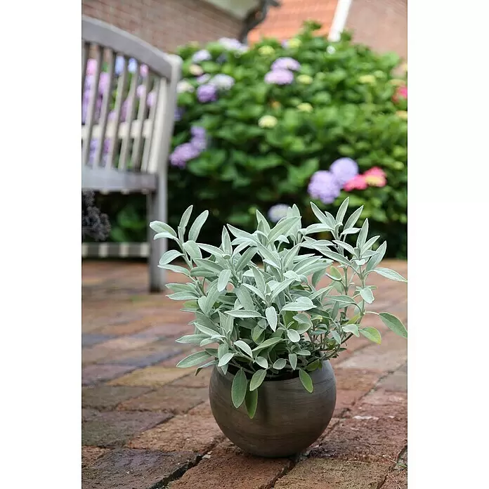 Blu Bio Marzipansalbei - Salvia officinalis, Topfgröße: 12 cm - Topf mit silbrig-grünem Salbei auf einer Ziegelterrasse, mit unscharfem Garten und Bank im Hintergrund.