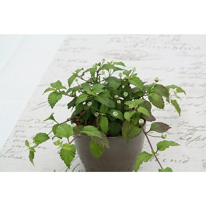 Piardino Blu Bio Aztekisches Süßkraut (Topfgröße: 12 cm)