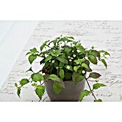 Piardino Blu Bio Aztekisches Süßkraut (Topfgröße: 12 cm)
